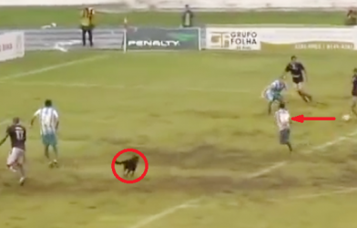 Video hài hước: Chú chó hiếu động lao vào sân cướp bóng